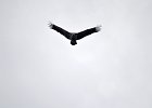 Monniksgier (cinereous vulture) Aegypius monachus - kloof bij Yolin Am 22-08-2016 (1)